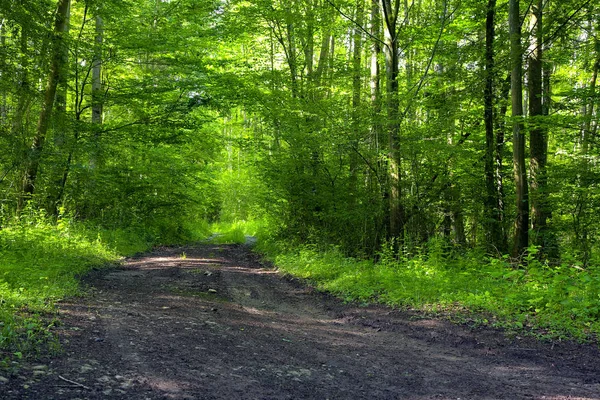 Een Onverharde Weg Het Gemengde Bos Beuken Eiken Elzen Zomer — Stockfoto