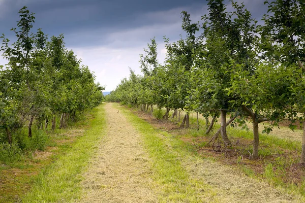 Junger Apfelgarten Einem Regnerischen Tag Saarland Deutschland — Stockfoto