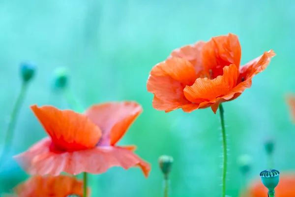 Close Wild Poppy Flower Meadow — Stock Photo, Image