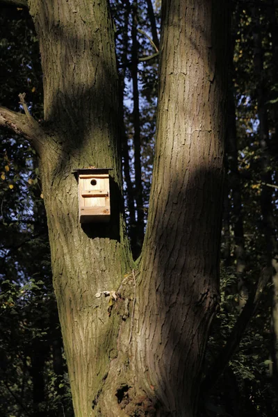 Oiseau Nichant Sur Arbre — Photo