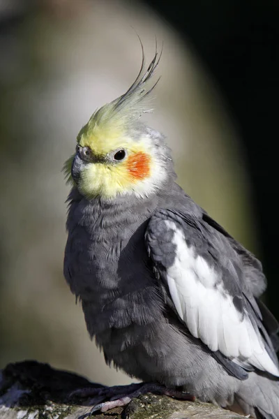美しいカクテルの鳥の景色 — ストック写真