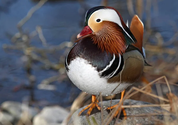 Mandarin Duck Feathering Bird — Stock Photo, Image