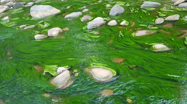 Prachtig Uitzicht Natuur Scene — Stockfoto