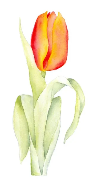 Tulpen Bloemen Bloemblaadjes Lente Flora — Stockfoto