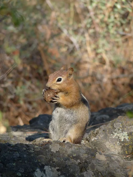 Vilda Djur Ekorre Djur Naturen Fluffig Ekorre — Stockfoto