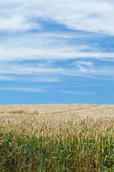 Άποψη Του Cornfield Έννοια Της Γεωργίας — Φωτογραφία Αρχείου