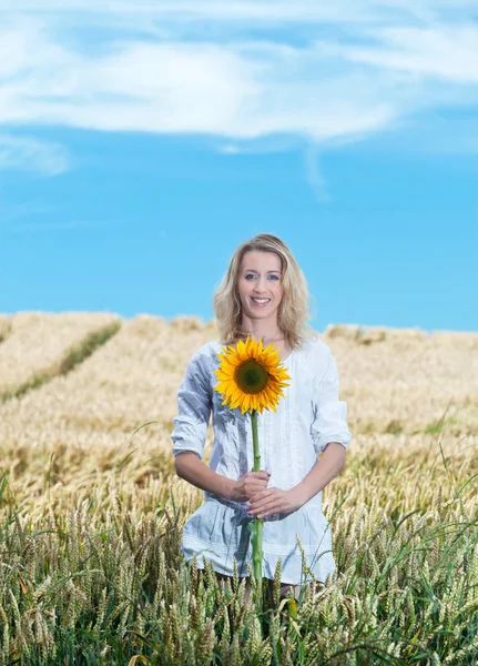 Solrosfält Solig Dag — Stockfoto