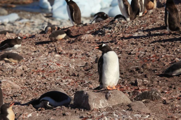 Gentoo Pingvinek Antarktiszon — Stock Fotó