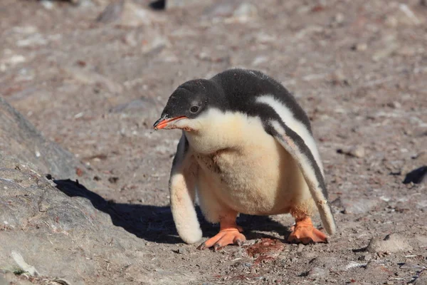 南極大陸のジェンツー ペンギン — ストック写真