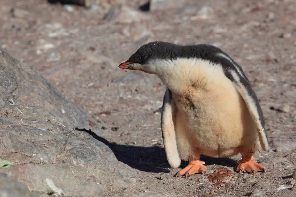 Pingüinos Gentoo Antártida — Foto de Stock