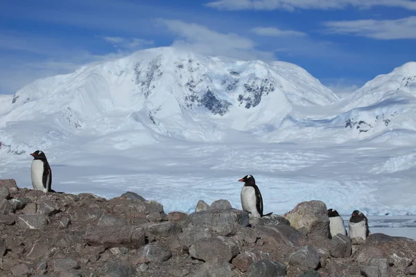 Gentoo Penguenleri Antarktika — Stok fotoğraf