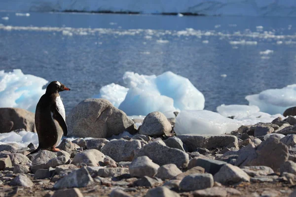 Gentoo Penguins Nature Fauna — 图库照片