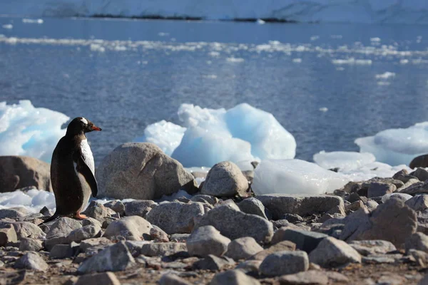 Gentoo Tučňáci Přírodní Fauna — Stock fotografie