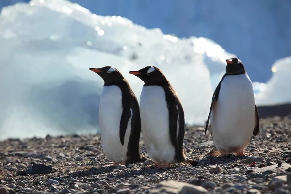 Gentoo Penguenleri Doğa Faunası — Stok fotoğraf