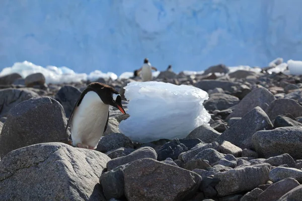 Gentoo Tučňáci Přírodní Fauna — Stock fotografie