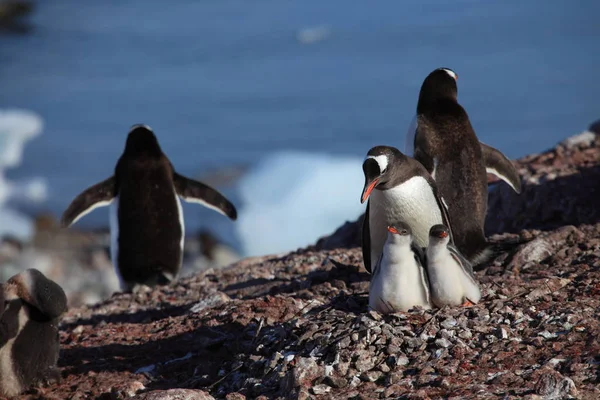 Gentoo Tučňáci Přírodní Fauna — Stock fotografie