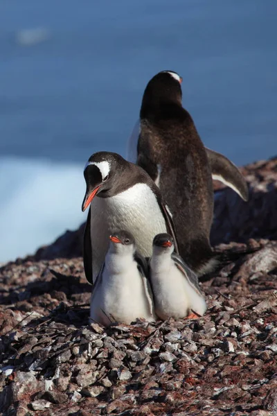 Gentoo Tučňáci Přírodní Fauna — Stock fotografie