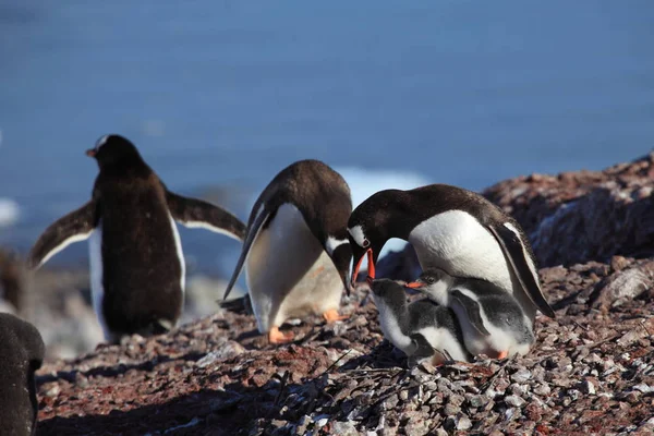 Gentoo Tučňáci Přírodní Fauna — Stock fotografie