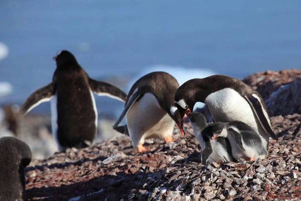 Gentoo Pingvinek Természet Fauna — Stock Fotó