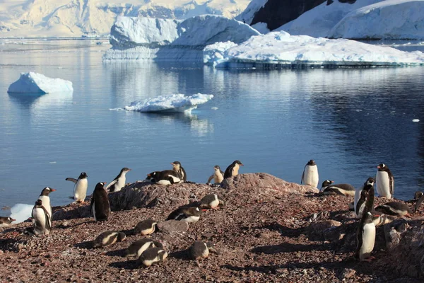 Gentoo Tučňáci Přírodní Fauna — Stock fotografie