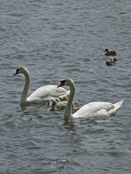 Vue Panoramique Sur Les Cygnes Majestueux Nature — Photo