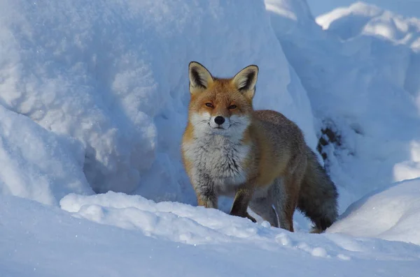 Red Fox Winter — Stock Photo, Image