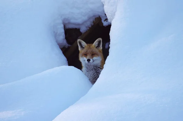 Raposa Vermelha Inverno — Fotografia de Stock