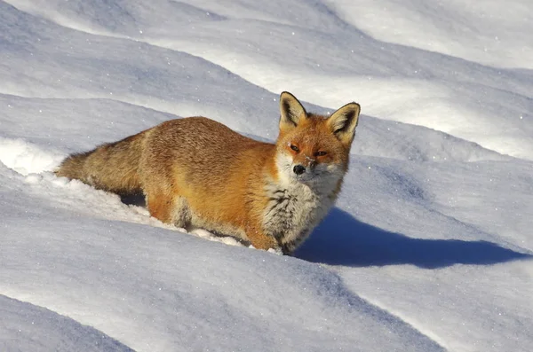 Raposa Vermelha Inverno — Fotografia de Stock