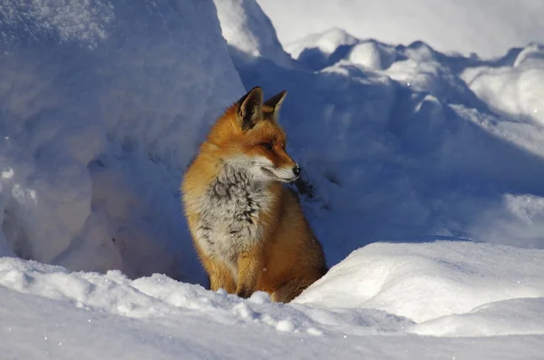 Red Fox Snow — Stock Photo, Image