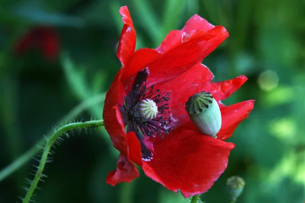 Röd Vallmo Blomma Och Boll — Stockfoto