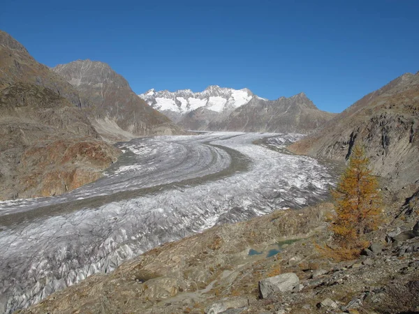 Aletschgletscher Und Gelbe Lärche — Stockfoto