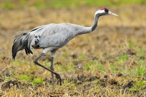 Vacker Utsikt Över Vacker Fågel Naturen — Stockfoto