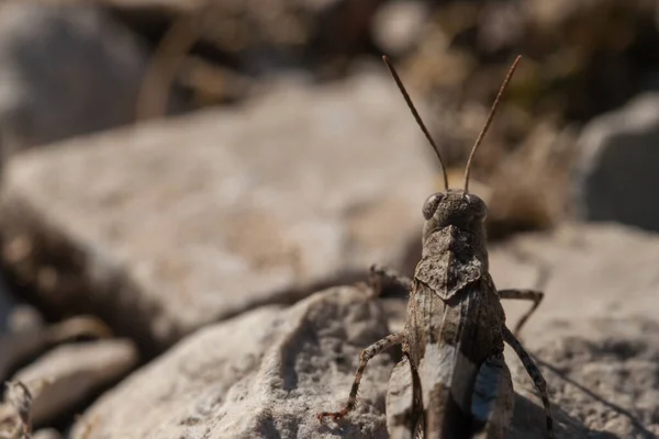 Tam Vücut Yan Görünümü Oedipoda Carulescens Kadar Kahverengi Locust Yakın — Stok fotoğraf