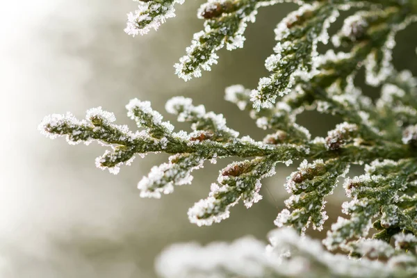 Weißer Raureif Kristall Auf Grünem Thuja Zweig — Stockfoto