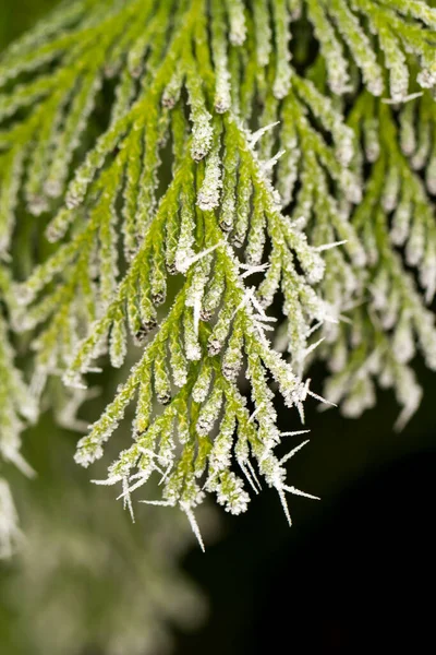 Cristal Givre Blanc Sur Brindille Thuja Verte — Photo