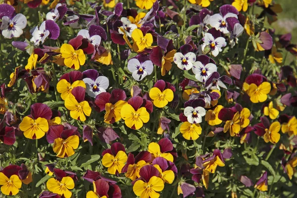 Krásné Pansy Květiny Zahradní Květinová Flóra — Stock fotografie