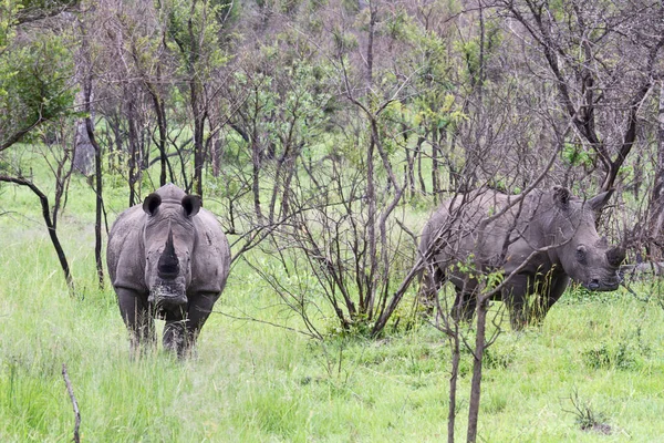 Animais Rinocerontes Vida Selvagem Flora Fauna — Fotografia de Stock