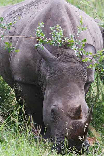 Nosorożce Dzikie Zwierzęta Flora Fauna — Zdjęcie stockowe