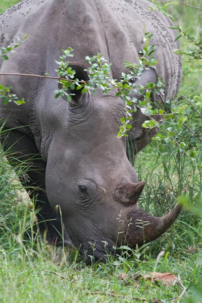 Nashorn Tiere Tierwelt Flora Und Fauna — Stockfoto