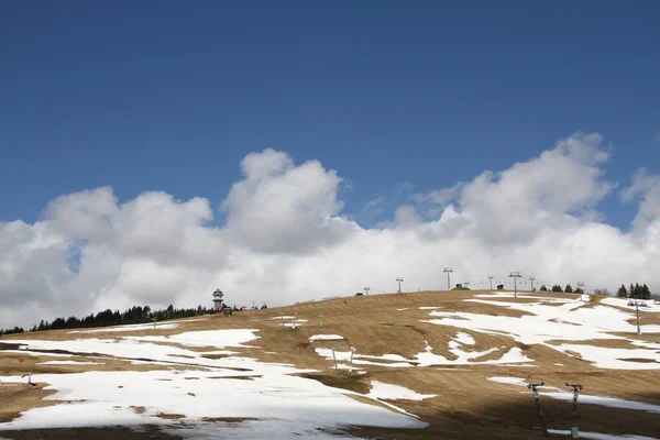 Vue Panoramique Flore Forêt Sauvage — Photo