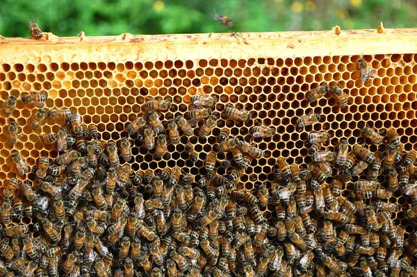 Bees Honeycomb Beekeeping Honey Production — Stock Photo, Image