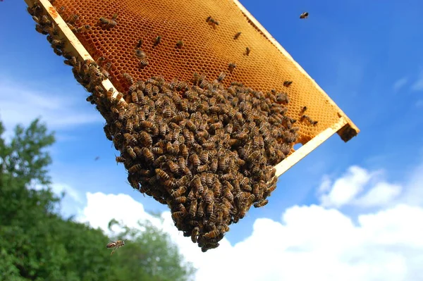 Pszczoły Plastrze Miodu Pszczelarstwie Produkcji Miodu — Zdjęcie stockowe