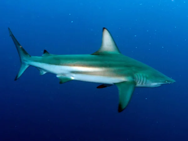 海洋鲨鱼 危险的掠食者 — 图库照片