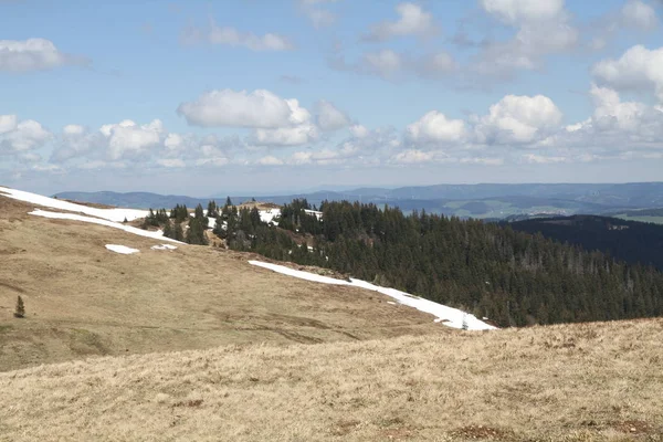 Landschappelijk Uitzicht Flora Wilde Bossen — Stockfoto