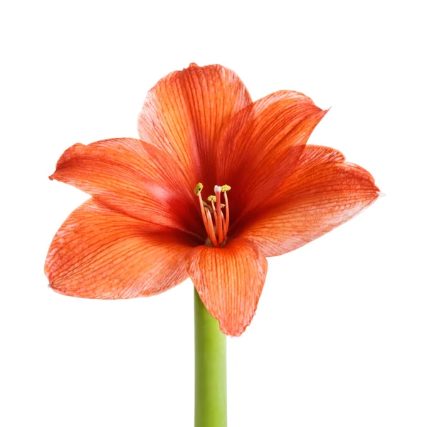 Μονόκλινο Κόκκινο Λουλούδι Amaryllis Στέλεχος Λευκό Φόντο Περικοπή Διαδρομή Που — Φωτογραφία Αρχείου