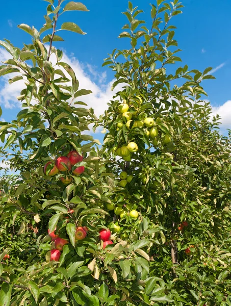 Meyve Bahçesinde Kırmızı Yeşil Elmalar — Stok fotoğraf
