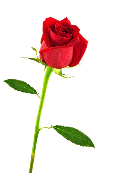 Rosa Vermelha Como Presente Flor Contra Fundo Branco — Fotografia de Stock