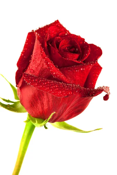 Red Rose Gift Flower White Background — стоковое фото