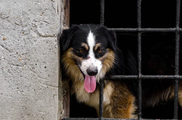 Fronteira Collie Raça Pura Cão Doméstico Animal Estimação — Fotografia de Stock