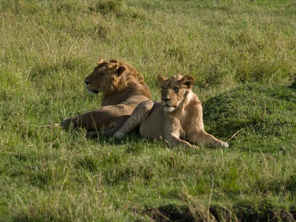 Scenic Kilátás Állat Növényvilág Savannah — Stock Fotó